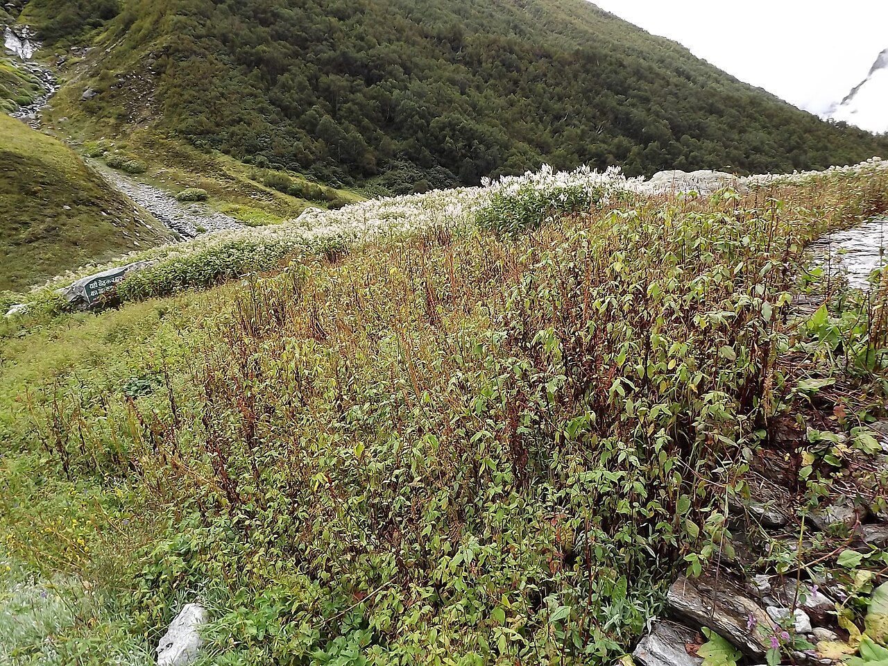 Uttarakhand Family Holiday